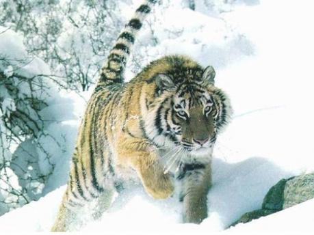 ob_bbca51_le-tigre-de-siberie