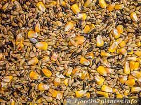 Un poulailler pour de bons ufs