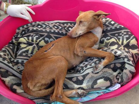 Loto organisé pour l'opération de la podenca Dulce