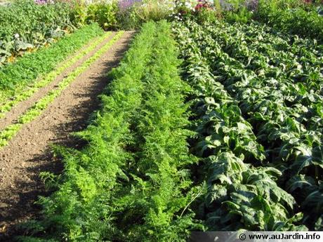 Des fruits et légumes sans goût ni saveur