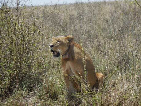 we à nairobi (8) le roi des animaux