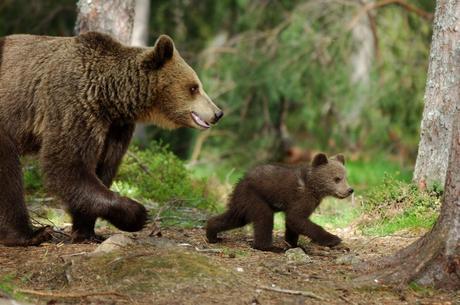 Culte du dimanche : L’Ours, de  Jean-Jacques Annaud