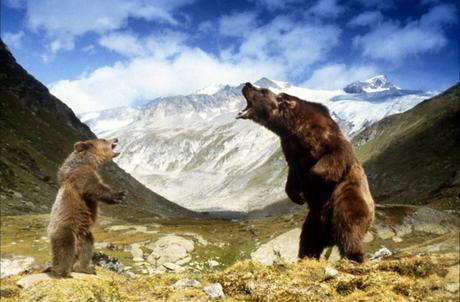 Culte du dimanche : L’Ours, de  Jean-Jacques Annaud