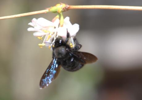 Xylocopa violacea