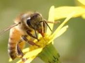 Comprendre pollinisation rôle indispensable abeilles