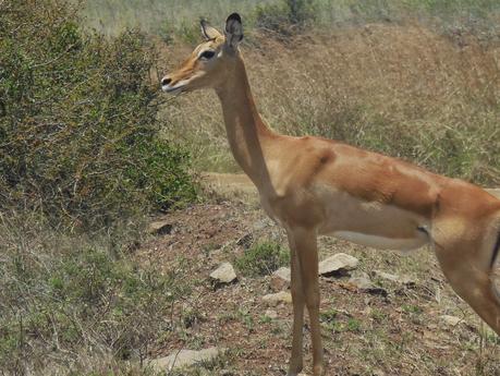 we à nairobi (9) impalas, waterbucks et autres gazelles de thompson