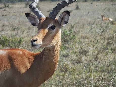we à nairobi (9) impalas, waterbucks et autres gazelles de thompson