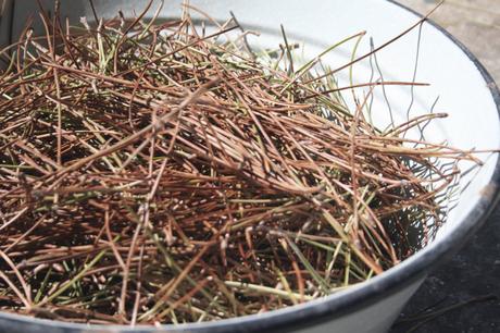 Pine collection mobilier aiguilles de pin par Samuel Reis