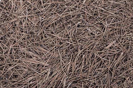 Pine collection mobilier aiguilles de pin par Samuel Reis