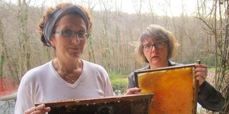 Charente et Charente-Maritime : c'est l'hécatombe dans les ruches d'abeilles