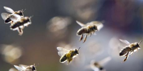 Charente et Charente-Maritime : c'est l'hécatombe dans les ruches d'abeilles