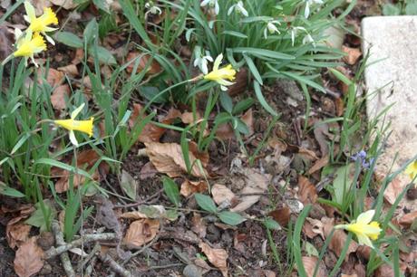 Les jonquilles