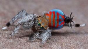 Deux nouveaux types d’araignées paons ont été découverts en Australie