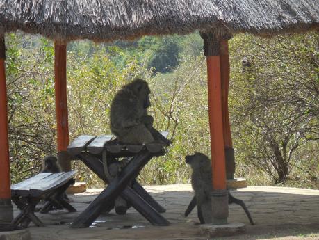 pique-nique africain : l'aventure