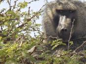 pique-nique africain l'aventure