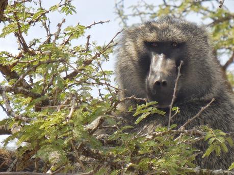 pique-nique africain : l'aventure