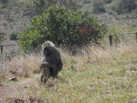 pique-nique africain : l'aventure