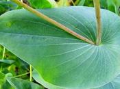 Buplèvre feuilles rondes (Bupleurum rotundifolium)