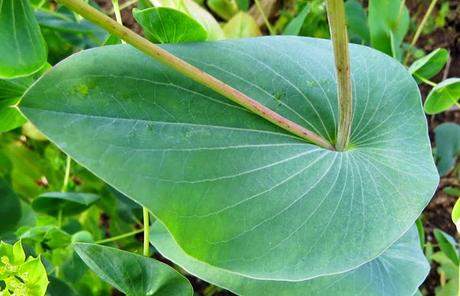 Le Buplèvre à feuilles rondes (Bupleurum rotundifolium)