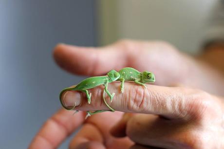 Trop mignon : photos de bébés caméléons