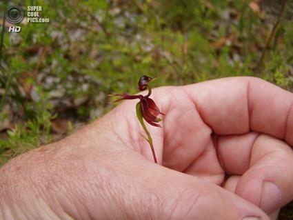 Caleana Major