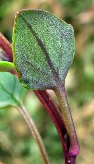 Cochléaire d'Angleterre (Cochlearia anglica)