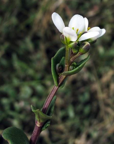 Cochléaire d'Angleterre (Cochlearia anglica)