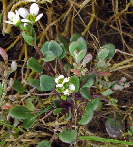 Cochléaire d'Angleterre (Cochlearia anglica)