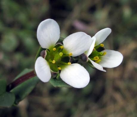 Cochléaire d'Angleterre (Cochlearia anglica)