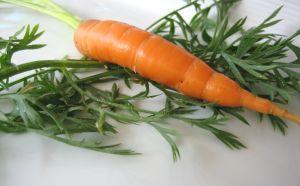 carotte