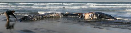 A_beachcomber_is_touching_a_dead_whale_washed_ashore_at_Ocean_beach_edit_1
