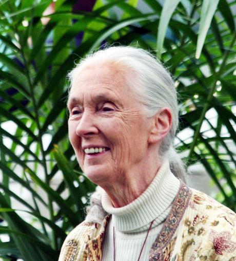 L'immense primatologue Jane Goodall.