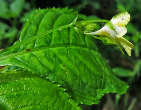 Balsamine à petites fleurs (Impatiens parviflora)