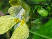 Balsamine petites fleurs (Impatiens parviflora)