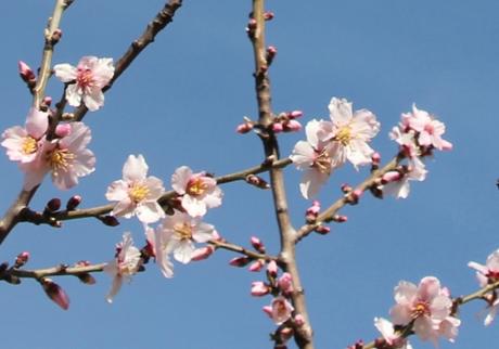 Prunus dulcis et cerasifera en fleurs