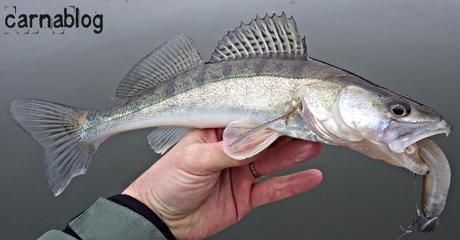 Verticalisation - VI Verticalisation - VI