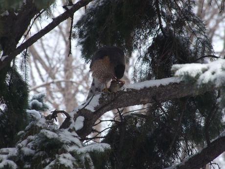 Montréal - un Epervier