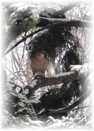 Montréal - un Epervier