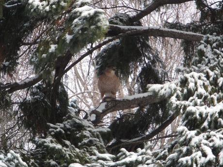 Montréal - un Epervier