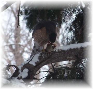 Montréal - un Epervier