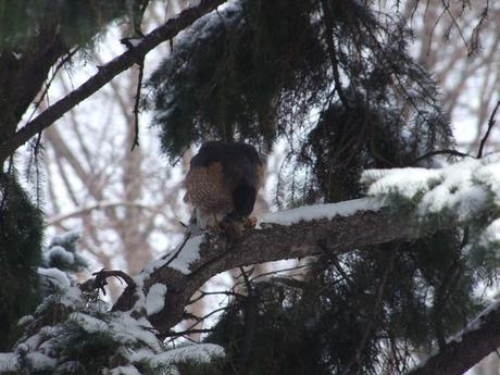 Montréal - un Epervier