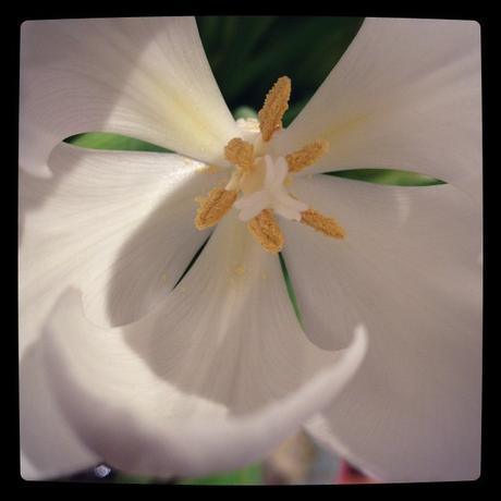 Jaune inside the tulip et soliflores dans l'entrée (14 mars) 