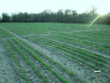 Face au changement climatique, les semences paysannes sont l’avenir de l’agriculture Face au changement climatique, les semences paysannes sont l’avenir de l’agriculture