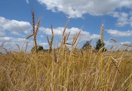 Face au changement climatique, les semences paysannes sont l’avenir de l’agriculture Face au changement climatique, les semences paysannes sont l’avenir de l’agriculture