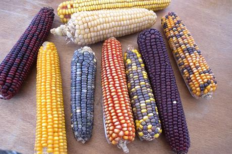 Face au changement climatique, les semences paysannes sont l’avenir de l’agriculture Face au changement climatique, les semences paysannes sont l’avenir de l’agriculture