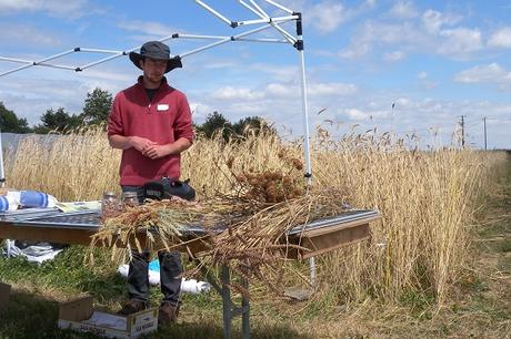Face au changement climatique, les semences paysannes sont l’avenir de l’agriculture JPEG - 161.6 ko