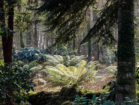 prom'nons nous dans les bois... (9 photos)