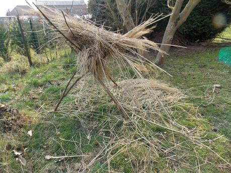 Paille de Miscanthus : comment l'utiliser ?