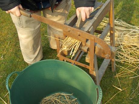 Paille de Miscanthus : comment l'utiliser ?