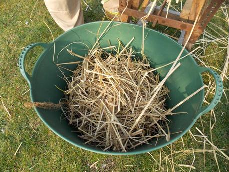 Paille de Miscanthus : comment l'utiliser ?